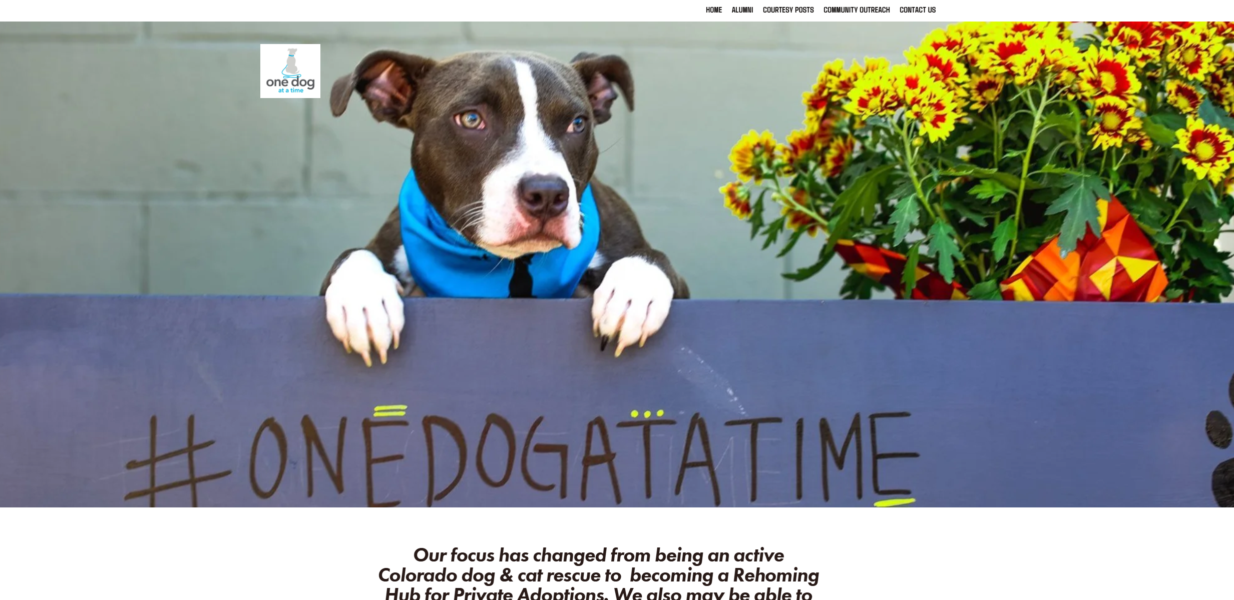 One Dog at a Time Colorado audience analysis content strategy overview
